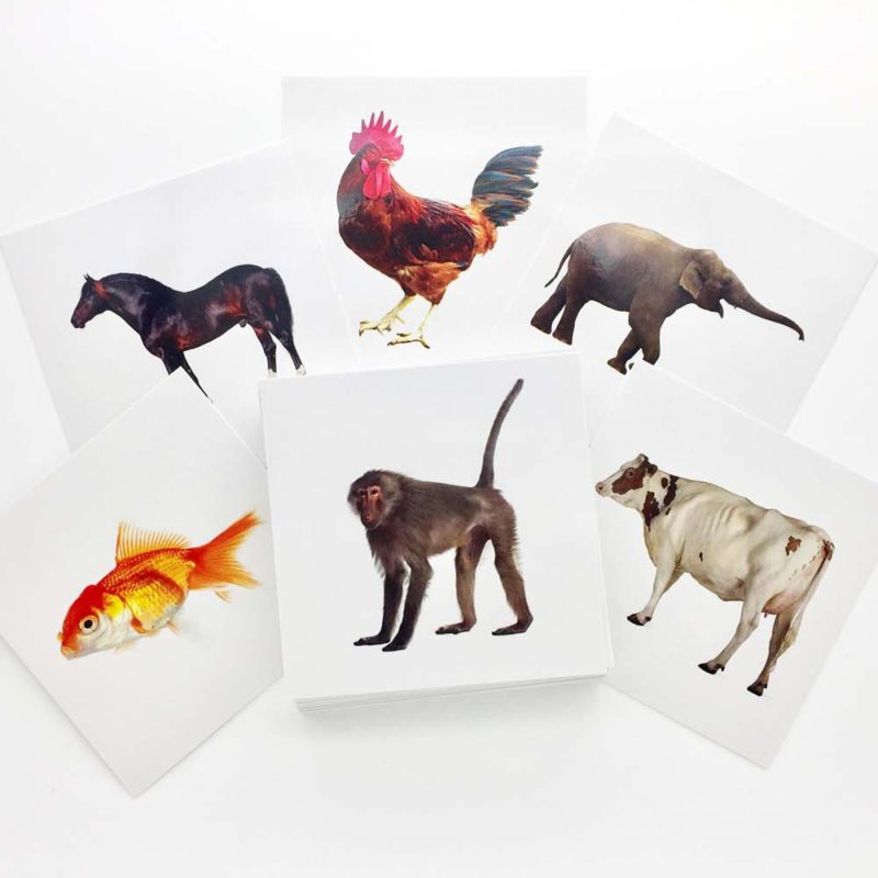 Buy Animal Flashcards - AutismSTEP