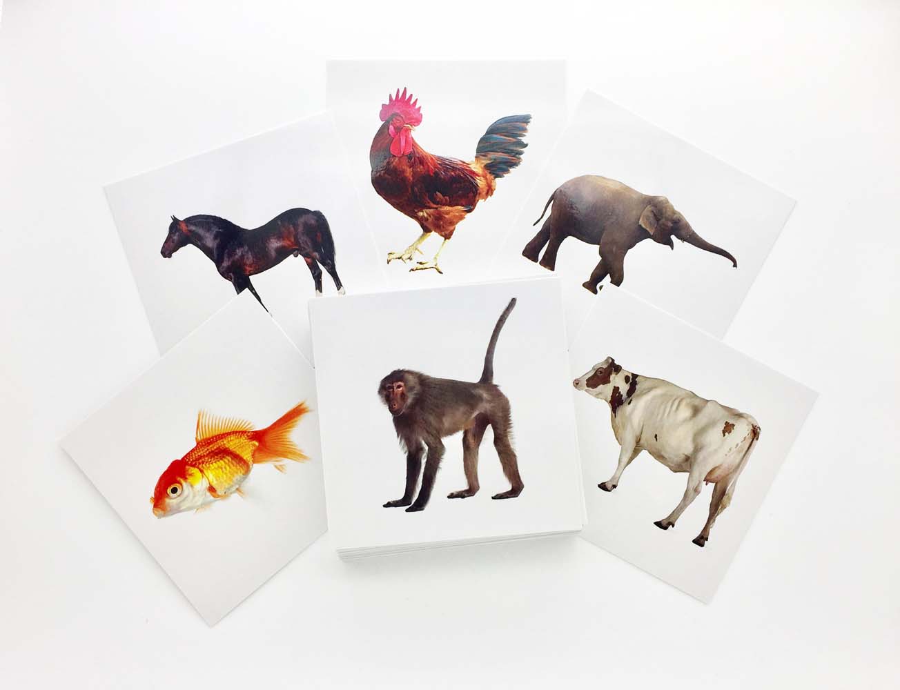 Buy Animal Flashcards - AutismSTEP Buy Animal Flashcards - AutismSTEP